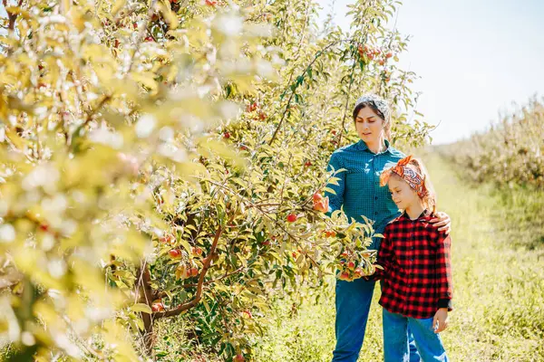 stock image The beauty of nature, the warmth of family, and the bounty of the harvest come together in perfect harmony as this loving family picks apples together on a gorgeous autumn day.