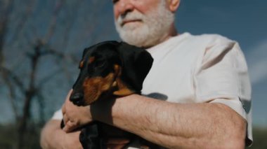 Sakallı yaşlı bir beyefendi, gün batımının altın parıltısında bir tarlada güneşlenen sevgili daksund 'uyla hassas bir anı paylaşıyor..