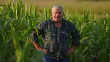 Işıl ışıl bilgelik mısır tarlalarının ortasında yaşlı bir çiftçi mutluluk ve sıcaklık yayar, portresi gelişmekte olan bir mısır tarlasının kalbindeki bir ömür boyu adanmışlığın bir kanıtı..