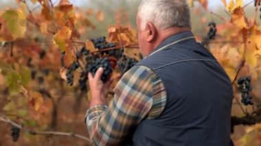 Vineyard Vigilance Kıdemli Çiftçi Kaliteli Üzümleri İnceledi. Üzüm bağının kalbinde, kıdemli bir çiftçi Poma üzümleri üzerinde detaylı bir inceleme yapar, birinci sınıf kalitede kalite temin eder..