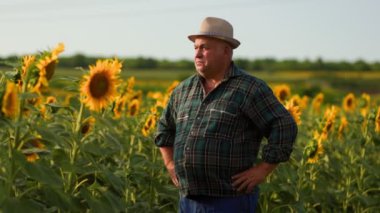 Cömert Yıllar. Ayçiçeklerinin güzelliği arasında kıdemli bir işçinin yer aldığı bir fotoğraf. Doğa Örtüsü Yaşlı Çiftçi Varlığı Ayçiçeklerinde