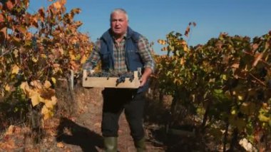 Üzüm bağının bir zemin olarak kullanılmasıyla, kıdemli bir çiftçi, elinde bir kasa hasat edilmiş üzümle, mevsimlerin sıkı çalışma ve adanmışlığının doruk noktasını simgeliyor..