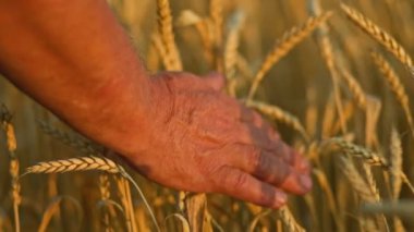 Buğday ekimini düzenleyen yaşlı bir çiftçinin deneyimli ellerini yakından incelemek. Buğday terbiyecisi elleri buğday kulaklarına hafifçe dokunur ve kıdemli bir çiftçinin uzmanlığını ortaya çıkarır..
