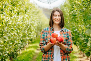 Elma bahçesinde genç bir çiftçi kadın elinde taze koparılmış elmalarla mutlu bir şekilde duruyor. Büyük elma bahçeleri ve hatta sıra sıra meyve ağaçları. Hasat, meyve kalitesi analizi.
