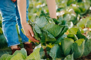 Tanımlanamayan kadın çiftçi bahçeden sulu yeşil lahana topluyor. Bugün birçok sebze satılığa çıkarılacak. Doğurgan bir yıl. İyi iş..