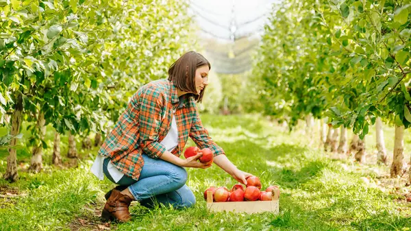 stock image A young farmer woman leaned over a crate of freshly picked fruit. An adult girl agronomist carefully holds apples in her hands and analyzes the quality of red ripe apples.