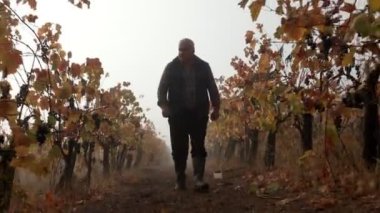 Sonbaharda üzüm bağında yürüyen çiftçi.
