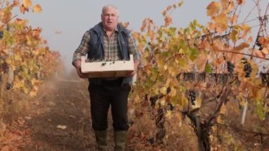 Baharat mevsiminde üzüm bağında deneyimli bir tarımcı ve şarap üreticisi..