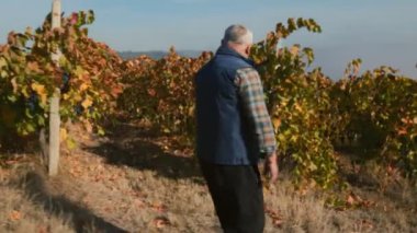 Baharatlı bir tarım uzmanı ve şarap üreticisi dingin sonbahar mevsiminde üzüm bağında yürüyor..