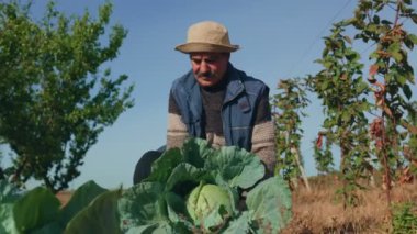 Lahana Günlükleri Tanıklık Etti. Yaşlı bir çiftçinin deneyimli dokunuşu, bıyığı tarım uzmanlığının simgesi. Bu 4K araştırmasında, sürdürülebilir uygulamaları derinlemesine araştırın