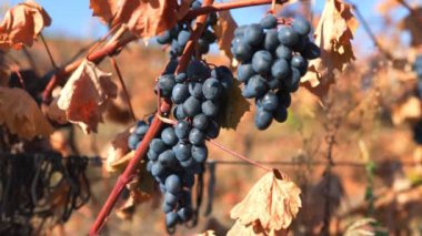 Üzüm hasadının ön saflarında el ele tutuştuğu dokunaklı bir an. Yakınlaşma Elleri Üzüm Hasatına Bağlandı