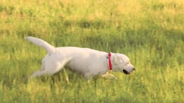 Günbatımı Bağ Kadınları Labrador Köpekleriyle Oynaşıyor. Neşeli bir kadın gün batımında köpekleriyle oynuyor.