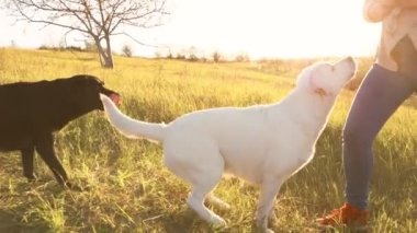 Günbatımı Kadınları Evcil Ev Sahipleriyle Sevimli Oyun Saati. Aktif yaşam tarzı Kadın ve enerjik köpekleri dışarıda eğleniyorlar