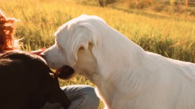 Kadınlar gün batımında evcil köpekleriyle vakit geçirmekten zevk alırlar. Hakiki bağ. Kadın ve sevgili labradoru dışarıda eğleniyor.