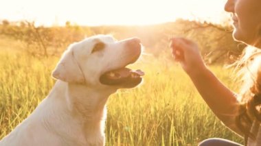Gün batımının sıcacık parıltısında, bir kadın ve sevgili Labrador 'u, insan-köpek bağının gerçek özünü gösteren huzurlu bir anın tadını çıkarıyorlar..