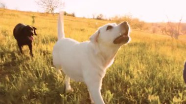 Sakin bir gündoğumunun sükuneti içinde bir grup insan ve sadık Labradorları dışarıda toplanarak kırılmaz dostluk bağını ve köpeklerine olan sevgilerini kutluyorlar.