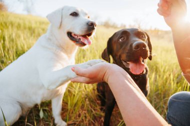 Neşeli açık hava aktiviteleri. Kadın ve köpek arkadaşları. Saf mutluluğu yakalamak, dışarıda köpekleriyle oynayan bir kadın.