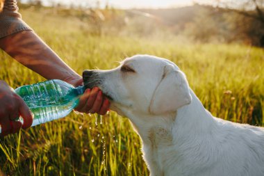 Birlikte su içen bir kadın ve sadık labradoru kendi şişelerinden su içerken bir anlık neşe paylaşıyorlar..