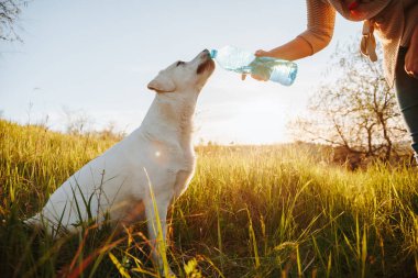 Yakın plan Susuzluk Bir şişe soğuk içme suyunu tutan, altın bir günbatımının arka planında ferahlatıcı damlacıkları yakalayan ayrıntılı bir el çekimi.