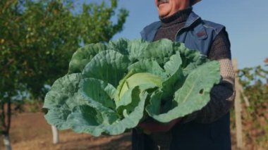 tarlada lahanası olan yaşlı çiftçi, sürdürülebilir tarım.