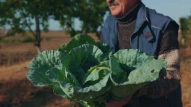 tarlada lahanası olan yaşlı çiftçi, sürdürülebilir tarım.
