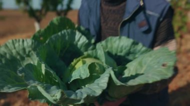 elderly farmer with cabbage on field,  sustainable agriculture.