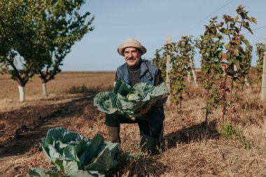 Bilgelik manzaraları, toprakla ilgilenen bıyıklı yaşlı bir İspanyol çiftçiyi takip ediyor. Bir lahanayı dikkatle tutmak, bu keşif sürdürülebilir tarımı somutlaştırır.