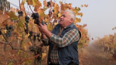 Deneyimli bir tarım uzmanı, hasat zamanı üzüm bağında üzüm kalitesini titizlikle inceler..