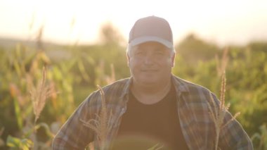 Mısır tarlasında çiftçi. Tarım kavramı. Mısır tarlasındaki tarımcı.