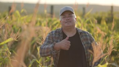 Mısır tarlasında başparmağı havada bir çiftçi. Tarım kavramı. Mısır tarlasındaki tarımcı.