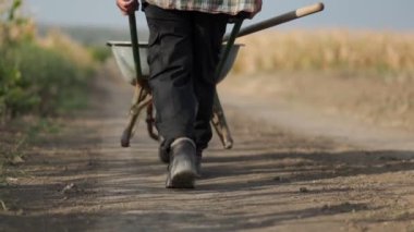 Mısır tarlasında çalışan çiftçi. Tarım kavramı. Ziraatçi 