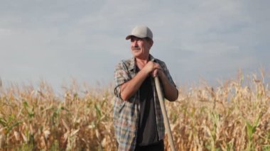 Mısır tarlasında kürekle çiftçi. Tarım kavramı. Mısır tarlasındaki tarımcı.