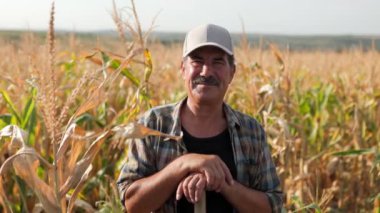 Mısır tarlasında kürekle çiftçi. Tarım kavramı. Mısır tarlasındaki tarımcı.