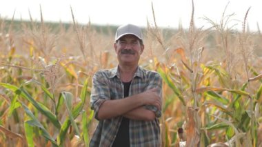 Mısır tarlasında çiftçi. Tarım kavramı. Mısır tarlasındaki tarımcı.