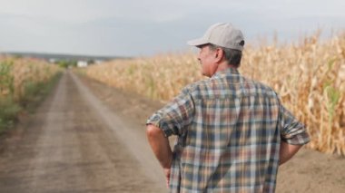 Mısır tarlasında çiftçi. Tarım kavramı. Mısır tarlasındaki tarımcı.