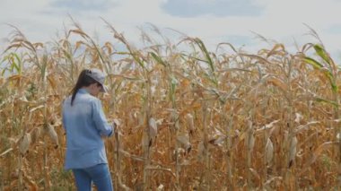 Mısır saplarını ve mavi gökyüzünü kontrol eden bir kadın çiftçi kırsal hayatın huzurlu bir görüntüsünü oluşturuyor..