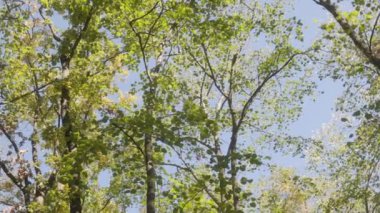 Ağaçların altında duran bu sakin yeşil yapraklar ve dallar, yumuşak güneş ışığı altında bir ormanın barışçıl atmosferini yakalar..