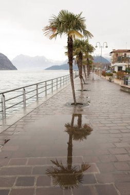 Palm tree is reflected in the water on a wet sidewalk. The scene is peaceful and serene, with the palm tree standing tall and proud in the midst of the water clipart