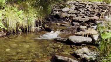 Büyüleyici bir duvar kağıdında, canlı bir ekosistem ile destansı bir nehir serüveni yaşayın. İnsanların yokluğu, bu dinamik açık hava sahnesinde macera ve keşif duygusunu arttırır..