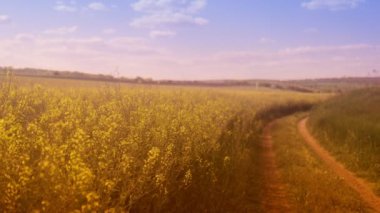 Yaz akşamları kolza tohumu tarlasında güzel sarı çiçekler.               
