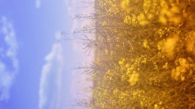 Yaz akşamları kolza tohumu tarlasında güzel sarı çiçekler.               