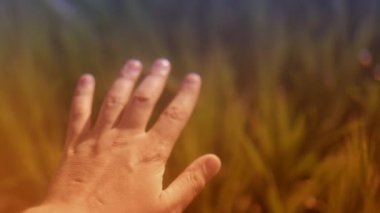 Gün batımında tarlada insan eli ve buğday kulaklarının yakın görüntüsü         