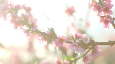 Pembe, Japon eriği çiçekleri bahçede çiçek açar.