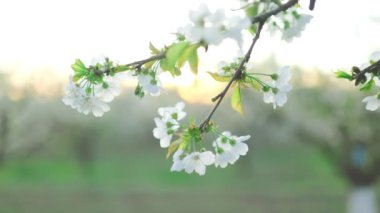 Bahçede güzel bahar elması çiçekleri 