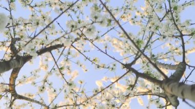 Bahçede mavi gökyüzü olan güzel bahar kiraz çiçekleri