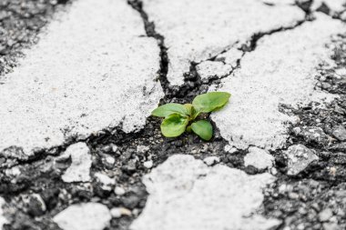 Asfalttaki bir çatlaktan yeşil çimenler filizleniyor. Sert kaldırımlar çatlamış. Sanatsal gürültü. Asfaltta çatlak var. Asfaltta yeni bir hayat başlıyor. Yeşil çimenler çatlaktan büyür. Eski asfalt dokusu