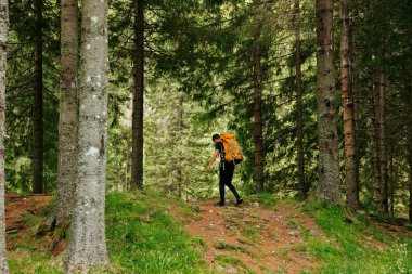 Arkadaki genç erkek, sırt çantalı ve yüksek verimli yeşil ormanlarda yürüyüş yapıyor. Genç adam doğa yürüyüşü yaptı, dağ ormanlarını buldu. Düşen ağaçta yürüyen gezgin.