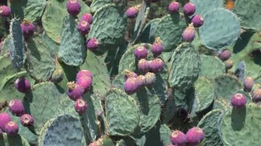 Mor ve yeşil kaktüs çiçekleri bir bitkinin üzerinde çiçek açıyor. Bitki, canlı ve canlı bir atmosfer yaratan bu güzel çiçeklerle dolu.