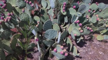 Mor çiçekli yeşil kaktüs sürüsü. Çiçekler küçük ve bir araya toplanmış. Kaktüs toprak ve çimlerle çevrilidir.