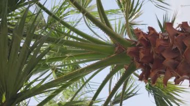 Parlak güneşin altında güneşlenen güzel bir palmiye ağacı, yeşil yaprakları mükemmel bir mavi gökyüzüne doğru uzanıyor. Bu tropik sahne rahatlama ve yaz atmosferini çağrıştırıyor..